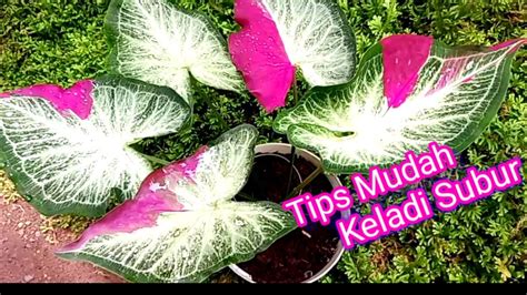 Tips Mudah Merawat Keladi Agar Subur YouTube