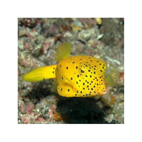 Boxfish - Yellow | The Fish Room