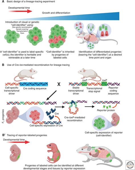 Discovering New Progenitor Cell Populations Through Lineage Tracing And