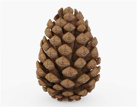 Pine Cone D Model Low Poly Cgtrader