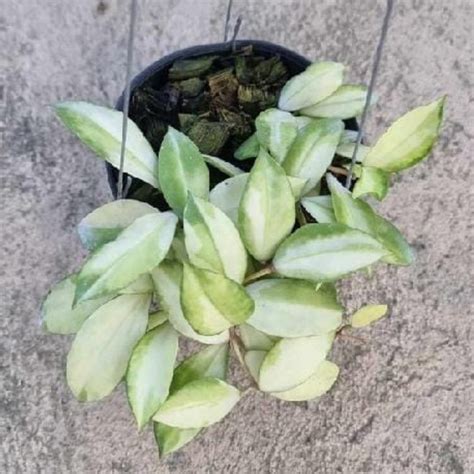 Hoya Walliniana Variegated (Medium) PRE-ORDER-JULY661 – Fuzzy Roots