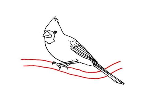 How To Draw A Cardinal Part 3 Easy Animals 2 Draw