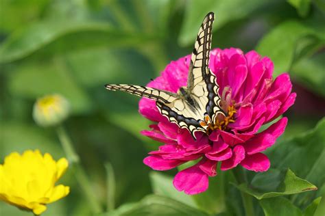 Butterfly Flower Pollination Free Photo On Pixabay Pixabay