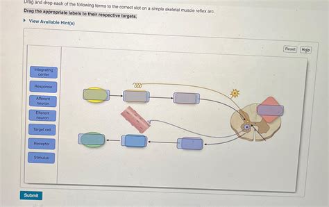 Solved Drag And Drop Each Of The Following Terms To The Chegg