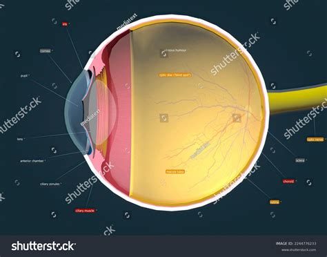 Structure Human Eye Anatomy Vision 3d Stock Illustration 2244776233 ...