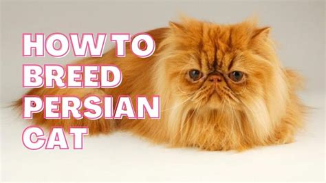 How to Breed Persian Cat || Tips From a Persian Cat Breeder || Persian ...