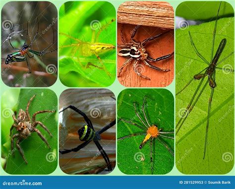 Collection Of Spider In A Box Stock Image Image Of Arachnids Legs