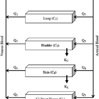 Schematic Diagram Of Physiologically Based Pharmacokinetic Pbpk Model