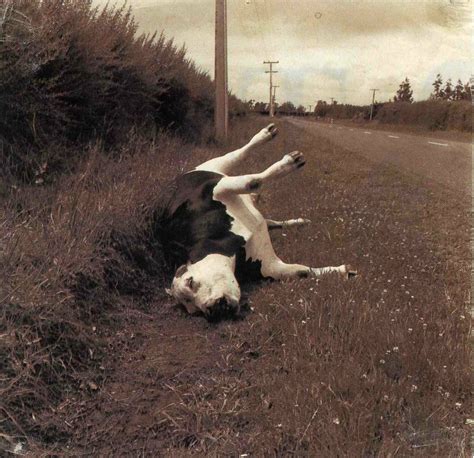 Dead Cow Taken From A Nz Magazine Many Moons Ago And I Don… Flickr