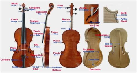 Parti del Violino Nomi Dimensioni Curiosità