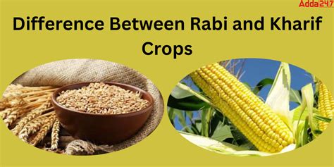 Difference Between Rabi And Kharif Crops For Class 8