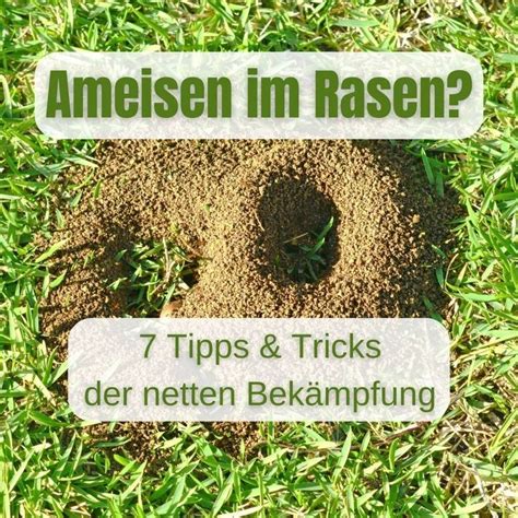 RISISANI Posted To Instagram Ameisen Im Rasen Wie Werde Ich Sie