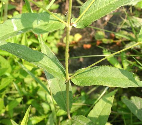 Lysimaque Commune Informations Fleurs Sauvage Du Qu Bec