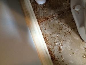 Formosan Termites Swarming | Arceneaux Pest Control