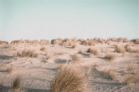 Why Sand Dunes Are So Important – Save the Beach