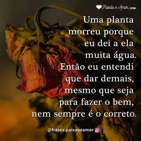 Uma Planta Morreu Porque Eu Dei A Ela Muita Gua Paix O E Amor