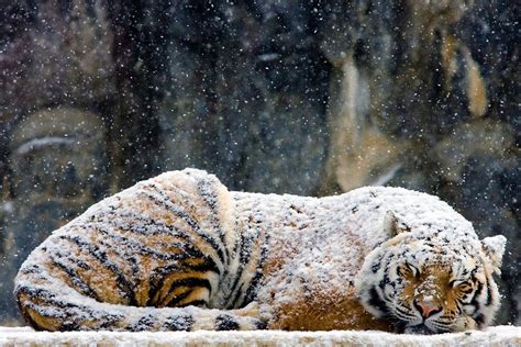 tiger sleeping in the snow