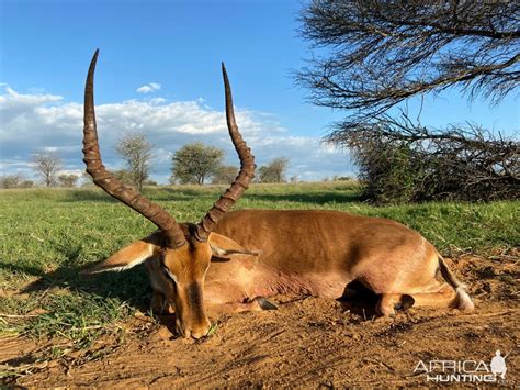 Impala Hunting South Africa | AfricaHunting.com