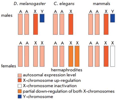 Human Sex Chromosomes And X Inactivation Conduct Science