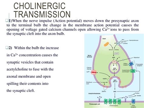 Biosynthesis Of Acetylcholine In Cns And Cholinergic Transmission