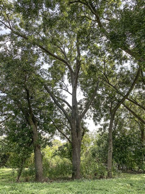 Pecan Tree