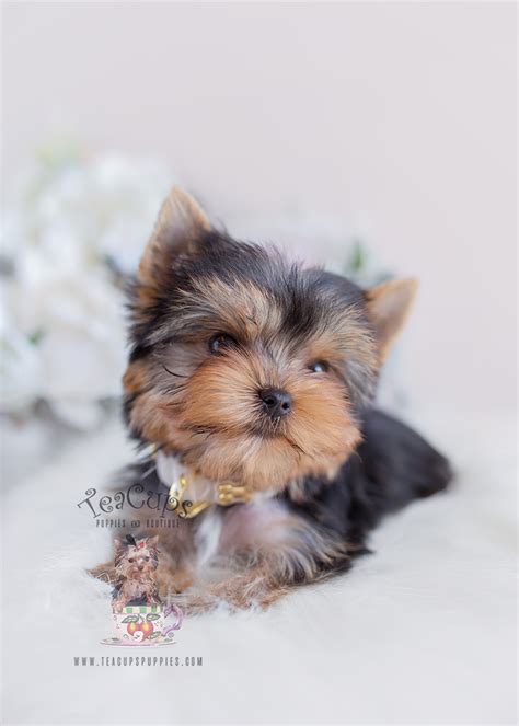 Teacup Yorkie Puppy For Sale Teacups Puppies And Boutique