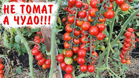 САМЫЙ ВКУСНЫЙ И УРОЖАЙНЫЙ томат сезона 2021! Томат Модный Коктейль ...