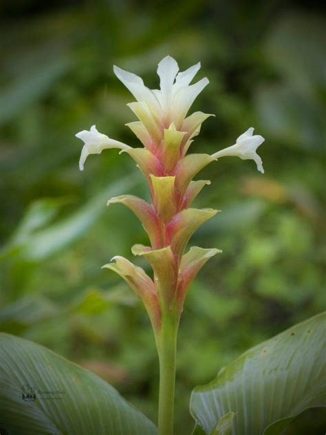 Flowers of Kaas Plateau - Carpet of flowers - Roaming Owls