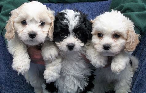 B And C Kennels Cavapoos Cavachons And Cavaliers