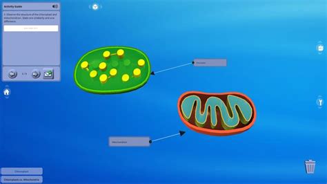 Home Educators Lessons Chloroplasts and Mitochondria