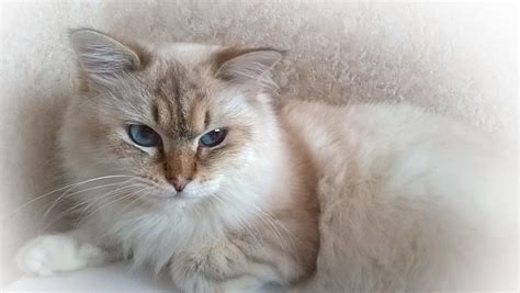 relaxation, domestic cat, softness, animals, feline, pets, persian cat
