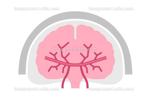 人間の脳（正面）簡略化した図解ベクターイラスト 163354939 イメージマート