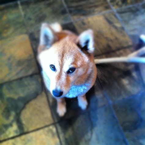 Happy Sunday Reddit. I give you my Shiba Inu, Sasha. : aww