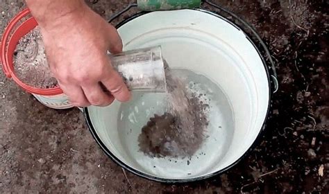 Кальциевая селитра для томатов: 5 полезных подсказок по подкормке для ...