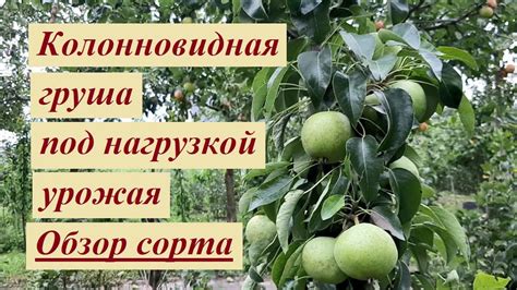 Груша Павловская (колоновидная): 10 фото, описание сорта, отзывы ...