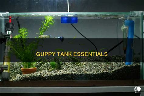 Guppy Tank Essentials PetShun