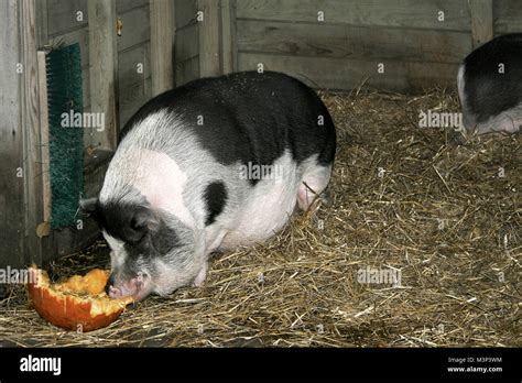 Pig eating pumpkin Stock Photo - Alamy