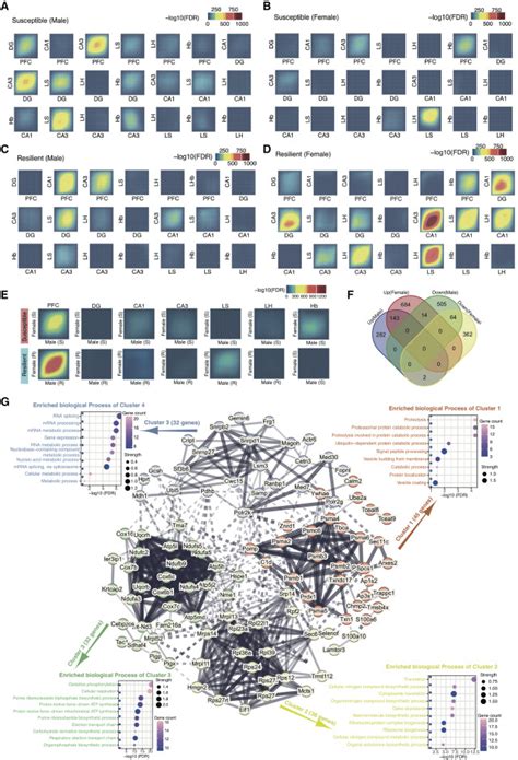 Integrative Analysis Identifies Region And Sex Specific Gene Networks And Mef2c As A Mediator