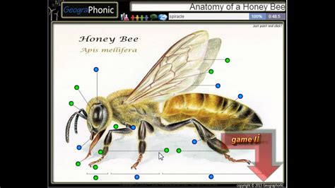 Anatomy Of A Honey Bee Antennae Mandibles Proboscis Compound Eye