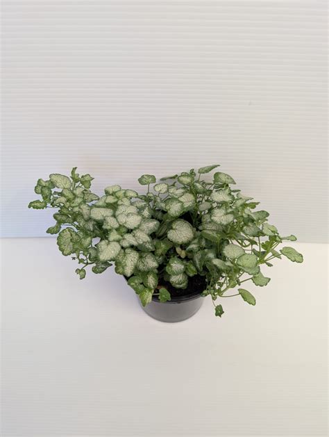 Lamium - White Nancy - Guildford Garden Centre
