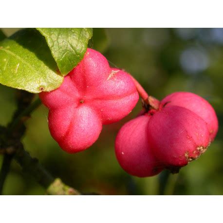 Euonymus Oxyphyllus P Piniere Brochet Lanvin