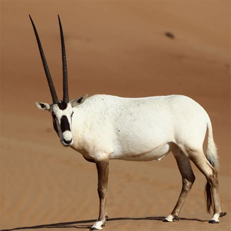 Arabian oryx - Globe Trottin' Kids