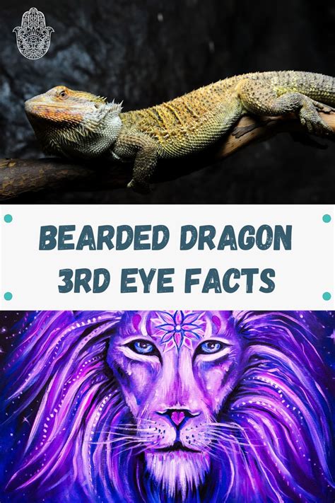 Bearded Dragon Third Eye: Explained