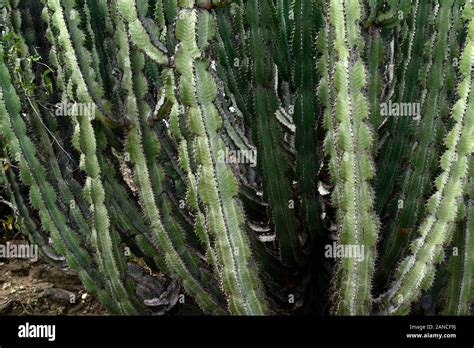 Poison Euphorbia Hi Res Stock Photography And Images Alamy