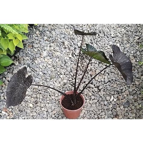 超美 黑珊瑚芋 Colocasia Esculentablackcoral 終於到貨了！ 暗黑系的觀葉芋 觀葉植物 露天市集 全台