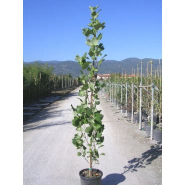 LIRIODENDRON tulipifera FASTIGIATUM Tulipier de Virginie fastigié