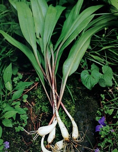 Celebrating Spring With Ramps Wild Leeks Our Best Ramp Recipes