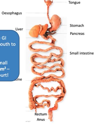 Gastrointestinal Tract Flashcards Quizlet