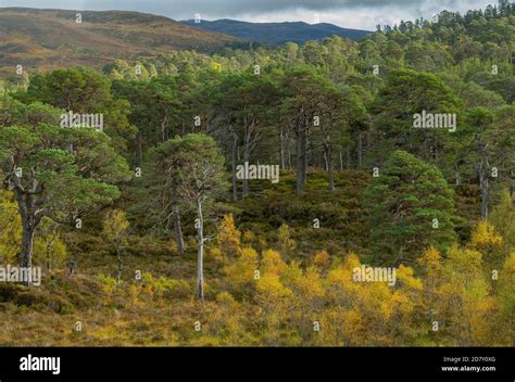 Downy Birches In Hi Res Stock Photography And Images Alamy