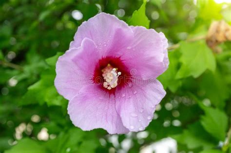 Korean National Flower In The Name Rose Of Sharon Or Mugunghwa Flower